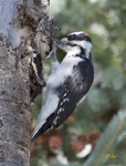 Hairy Woodpecker